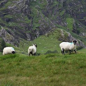 Moutons dans les montagnes sur Youp Heinhuis