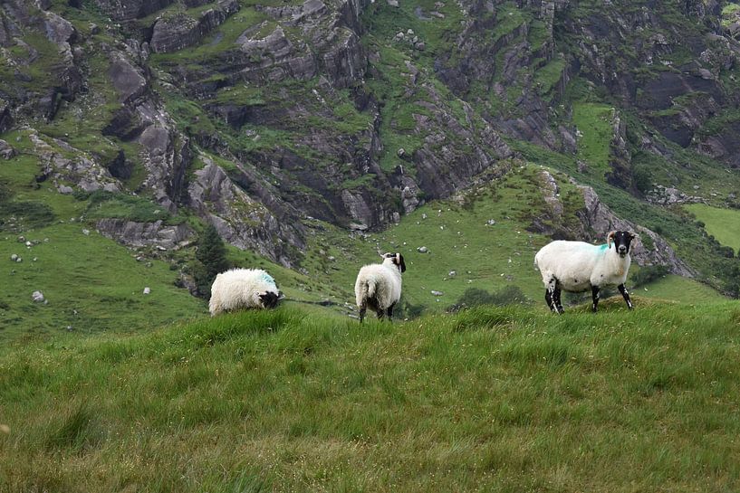 Moutons dans les montagnes par Youp Heinhuis