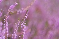 Close up of purple heather beauty in nature by Jolanda de Jong-Jansen thumbnail