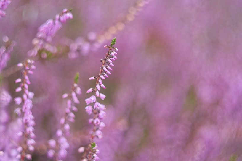 Close up of purple heather beauty in nature by Jolanda de Jong-Jansen