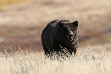 Grizzlybeer Nationaal Park Yellowstone Wyoming USA van Frank Fichtmüller