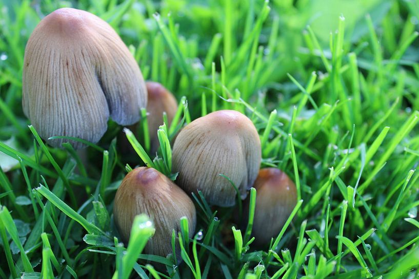 Paddenstoelen van Sarineke Daane