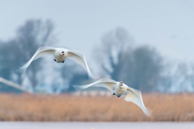 Knobbelzwanen onderweg von Douwe Struiksma