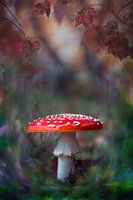 La forêt des contes de fées