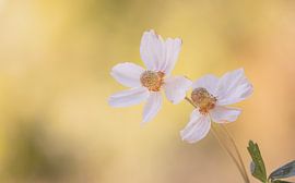 bosannemoon duo van natascha verbij