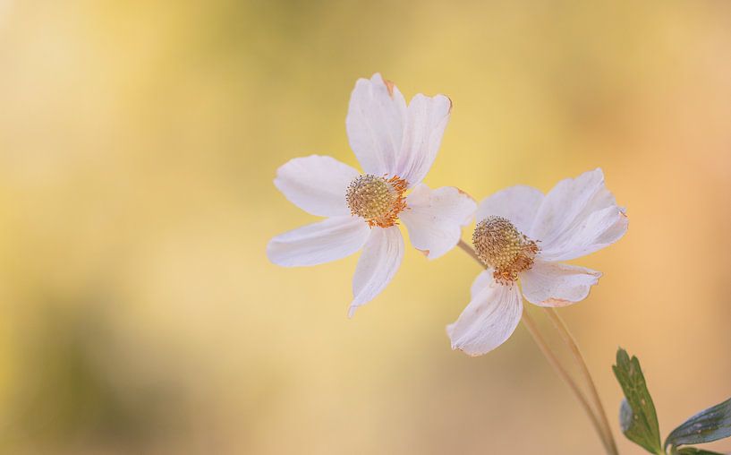 Buschwindröschen-Duo von natascha verbij