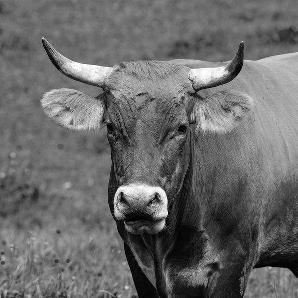 Bull portrait by Andreas Müller