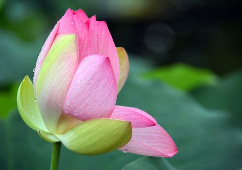 Lotosblüte - Seerose - Nelumbo