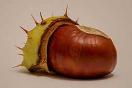 Kastanje met bolster van Red74 Photography