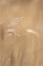 grashalm in het weidse landschap | landelijke natuurfoto van Karijn | Fine art Natuur en Reis Fotografie thumbnail