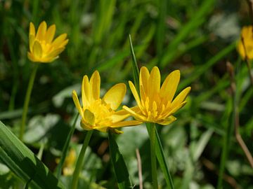 menthe jaune en fleur sur Wim vd Neut