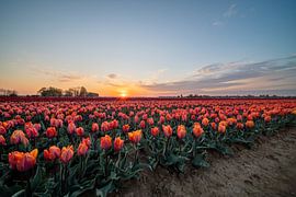 fields of thousands of tulips by Marcel Derweduwen
