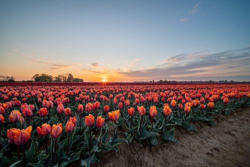 velden met duizenden tulpen