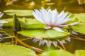 Nénuphars dans le jardin La Mortella, Ischia, Italie sur Christian Müringer