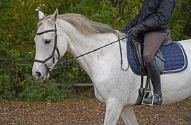 Photo shooting with white horse in a window of the riding stable