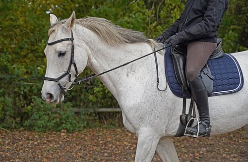 Fotoshoot met wit paard in een raam van de manege