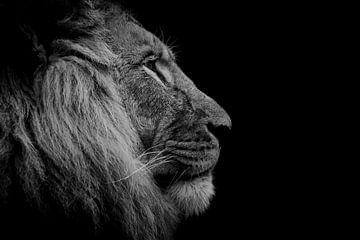 Löwenkopf schwarz und weiß von Claire Groeneveld