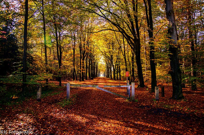 Herbst 2020 von N-Joy Pictures