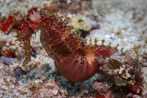 Zeepaardje @ Komodo, Indonesie