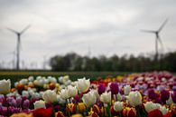Nordostpolder mit Tulpen und Windmühlen von Renate Pit - du Pont Miniaturansicht