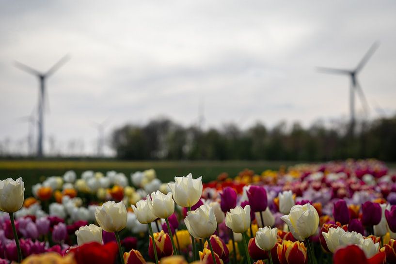 Nordostpolder mit Tulpen und Windmühlen von Renate Pit - du Pont