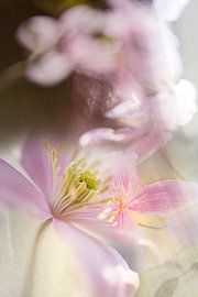 clematis von fantasina