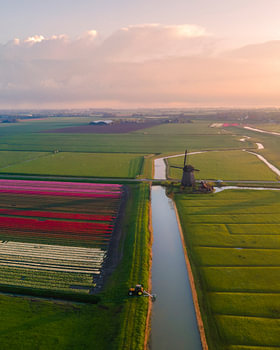 Tulpenvelden en molen in Noord-Holland