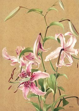 Lilien Nr. 5, Louis Prang - 1886