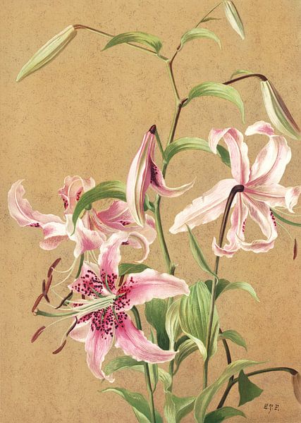 Lilies no. 5, Louis Prang - 1886 by Het Archief