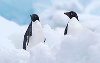 Twee Adelie Pinguins (Pygoscelis adeliae) tussen het ijs op Paulet eiland van Nature in Stock thumbnail