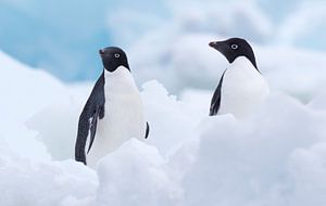 Zwei Adelie-Pinguine (Pygoscelis adeliae) zwischen dem Eis auf der Insel Paulet