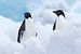 Twee Adelie Pinguins (Pygoscelis adeliae) tussen het ijs op Paulet eiland van Nature in Stock