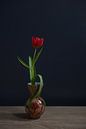 Nature morte d'une tulipe rouge dans un vase par John van de Gazelle fotografie Aperçu