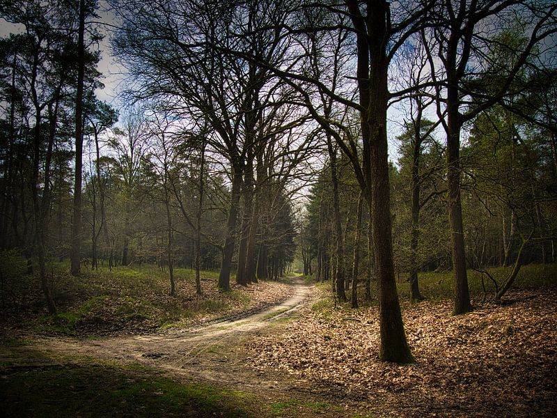 Hooge Veluwe von Pictures by Van Haestregt