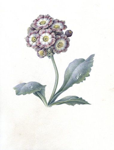 Étude florale de Maria Margaretha van Os, 1823