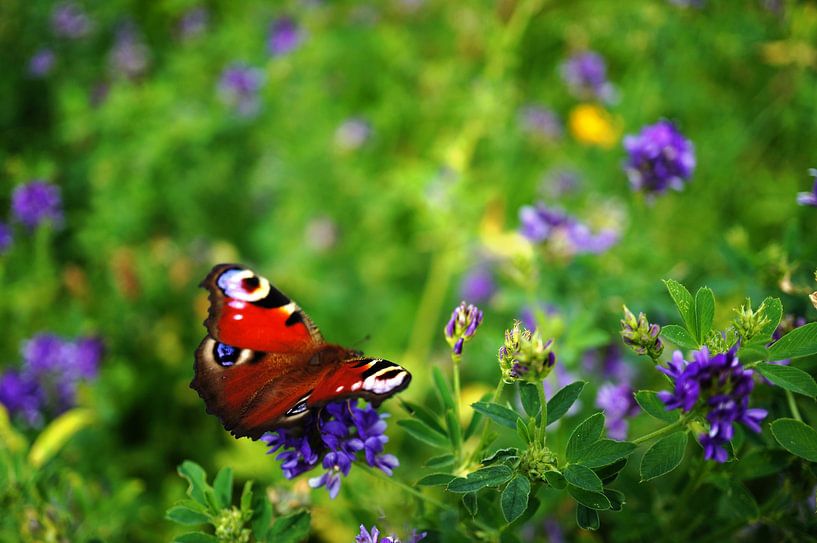 Nature Photo by Wietze Wiegersma