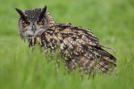Eurasian Eagle Owl (Bubo bubo) by Ronald Pol