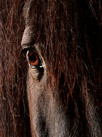 Portrait d'un cheval noir : un regard empreint de profondeur et de force sur Acharya Fotografie