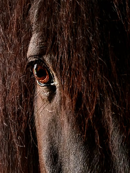 Portrait of a black horse – a gaze full of depth and strength