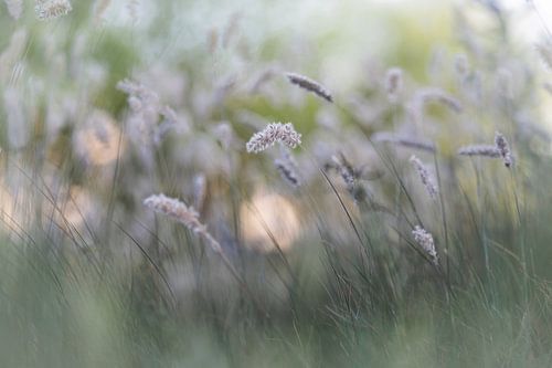 Graminées en vert tendre
