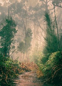 Promenade dans la nature à travers la magnifique Madère