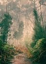 Nature walk through stunning Madeira by Joost Lagerweij thumbnail
