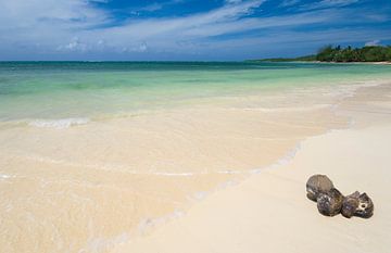 Strand mit Kokosnussbäumen