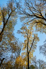 Tree tops in the autumn against blue sky