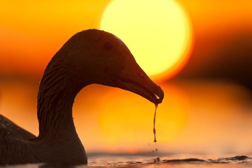 Grauwe Gans tijdens zonsondergang von AGAMI Photo Agency