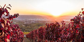 Winegrowing in Stuttgart by Werner Dieterich