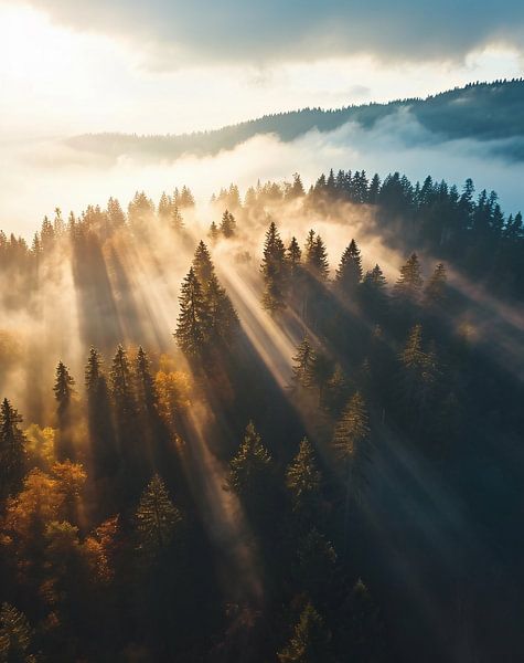 Herbstwald im Sonnenaufgang von fernlichtsicht