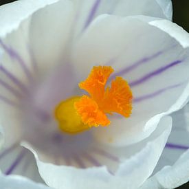 Krokus Vernus, de bonte krokus van Mike Bing