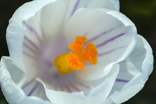 Krokus Vernus, de bonte krokus