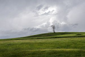 Arbre solitaire au Tyrol